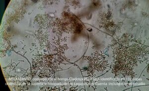 AISLAMIENTO, corresponde al hongo Cladosporium spp, identificado en 132 cepas obtenidas de la superficie hisopada de los Legajo/Libro Cuenta incluidos en el estudio