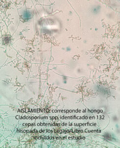 AISLAMIENTO, corresponde al hongo Cladosporium spp, identificado en 132 cepas obtenidas de la superficie hisopada de los Legajo/Libro Cuenta incluidos en el estudio