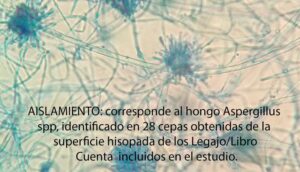 corresponde al hongo Aspergillus spp, identificado en 28 cepas obtenidas de la superficie hisopada de los Legajo/Libro Cuenta incluidos en el estudio.