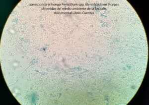 AISLAMIENTO, corresponde al hongo Penicillium spp, identificado en 9 cepas obtenidas del medio ambiente de la Sección documental Libros Cuentas.