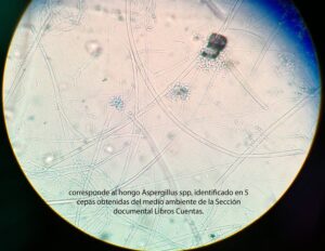 AISLAMIENTO, corresponde al hongo Aspergillus spp, identificado en 5 cepas obtenidas del medio ambiente de la Sección documental Libros Cuentas