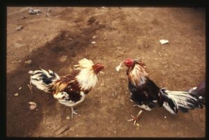 Ver antes de disparar. As revoluções na América Latina e em Portugal pela lente do fotojornalista Carlos Gil